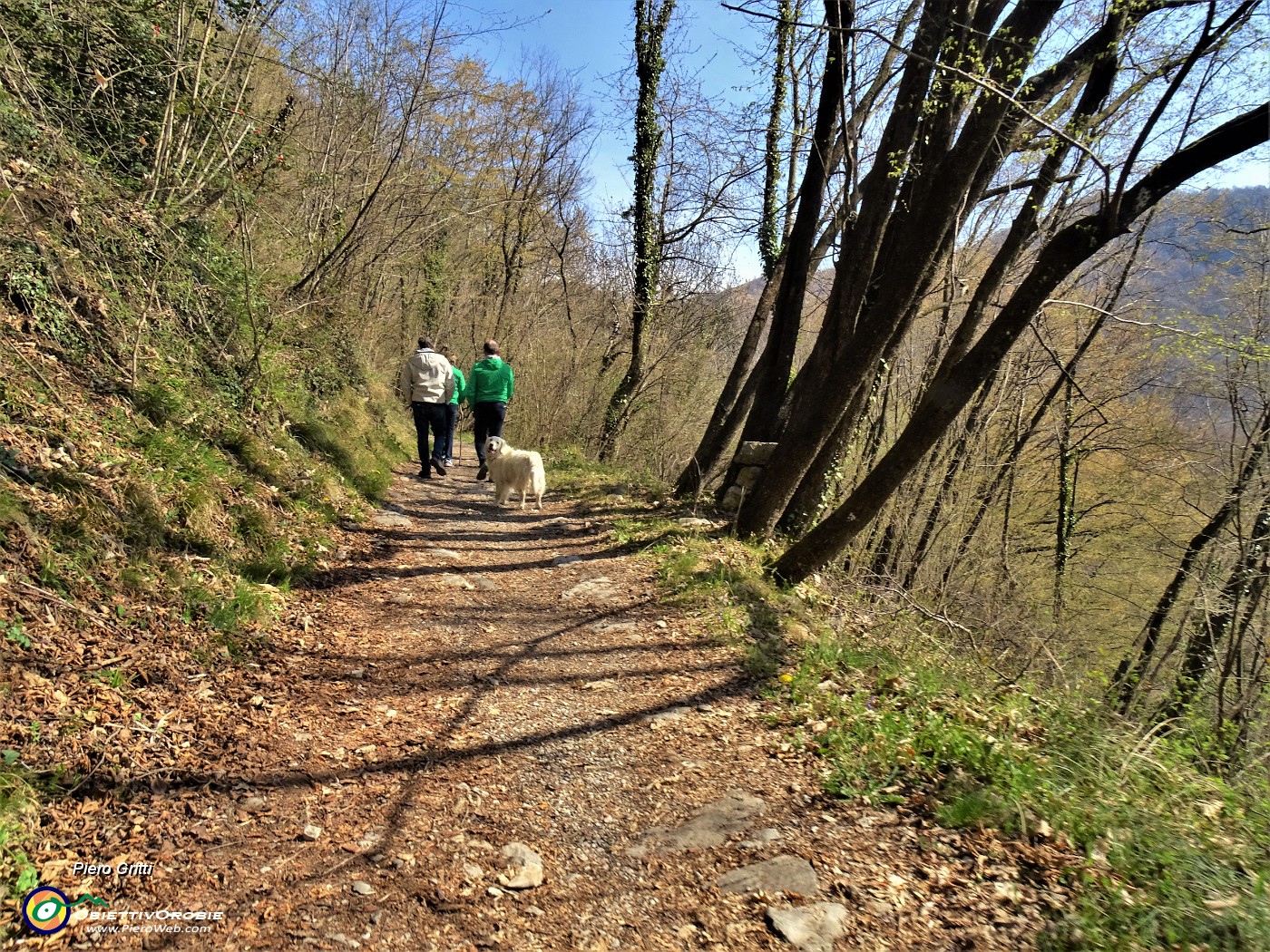 20 Nel bosco con prevalenti carpini neri.JPG